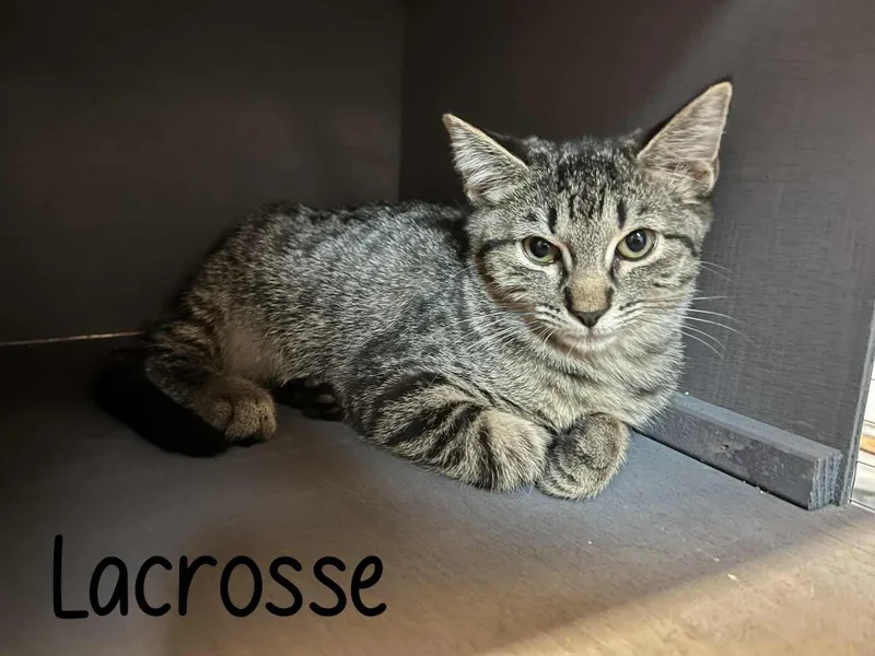 Lacrosse thumbnail 6