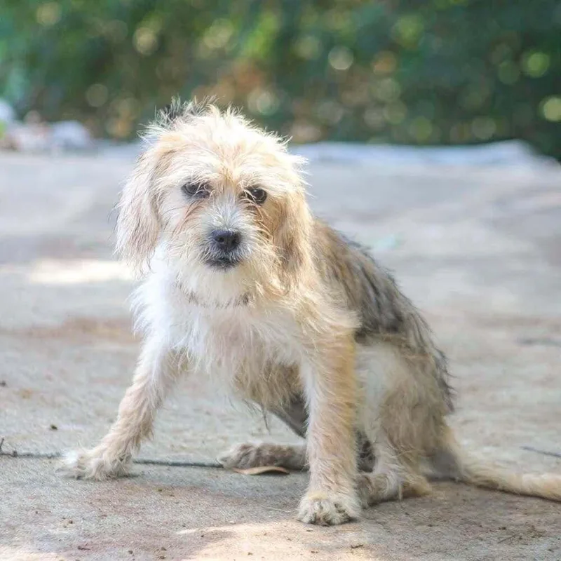 A baby small-sized female Mixed Breed dog named Ms. Frizzle for adoption in Groveland, MA