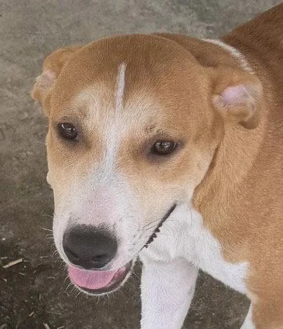 A young medium-sized male Hound dog named Lancelot for adoption in Carrollton, GA