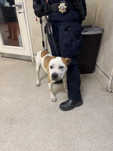 A young medium-sized male Pit Bull Terrier dog named Morgan for adoption in Riverside, CA