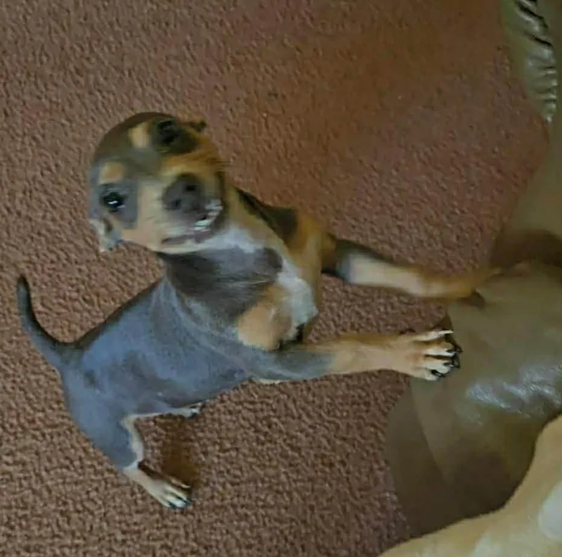 A baby small-sized female Chihuahua dog named Giggles for adoption in Eugene, OR