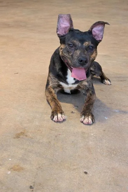 An adult medium-sized male Black American Staffordshire Terrier dog named Scrappy for adoption in Jackson, GA