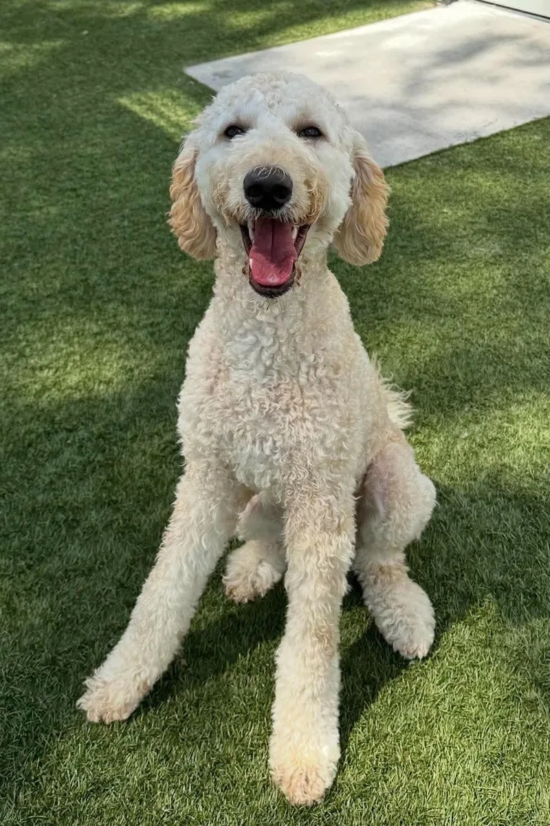 A baby medium-sized female Yellow / Tan / Blond / Fawn Goldendoodle dog named Candi for adoption in Tomball, TX
