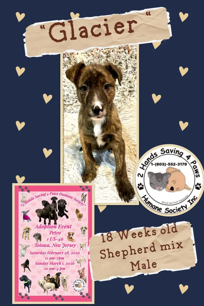 A young medium-sized male Brindle Shepherd dog named “glacier” for adoption in Thomson , GA