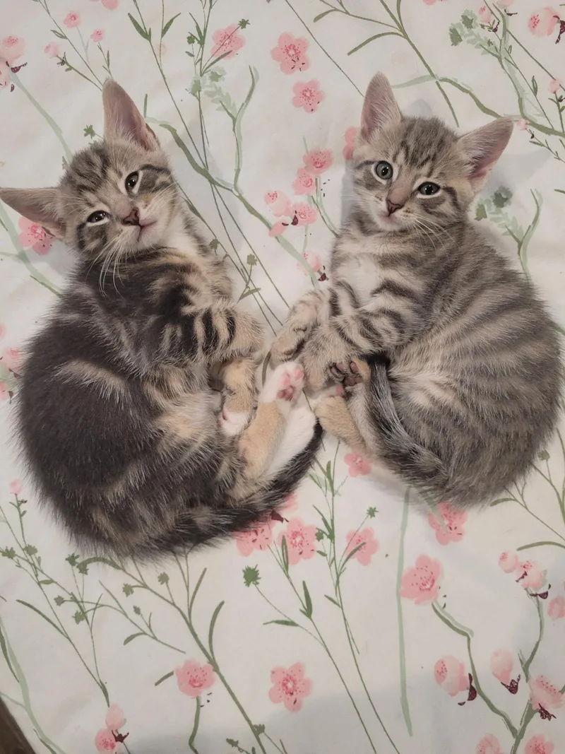 A baby medium-sized male Domestic Short Hair cat named Busby for adoption in Trenton, NJ