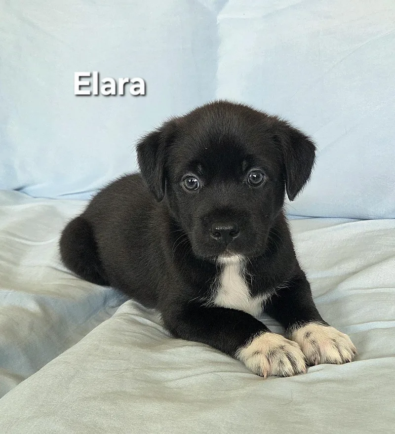 A baby medium-sized female Black Labrador Retriever dog named Elara for adoption in Colorado Springs, CO