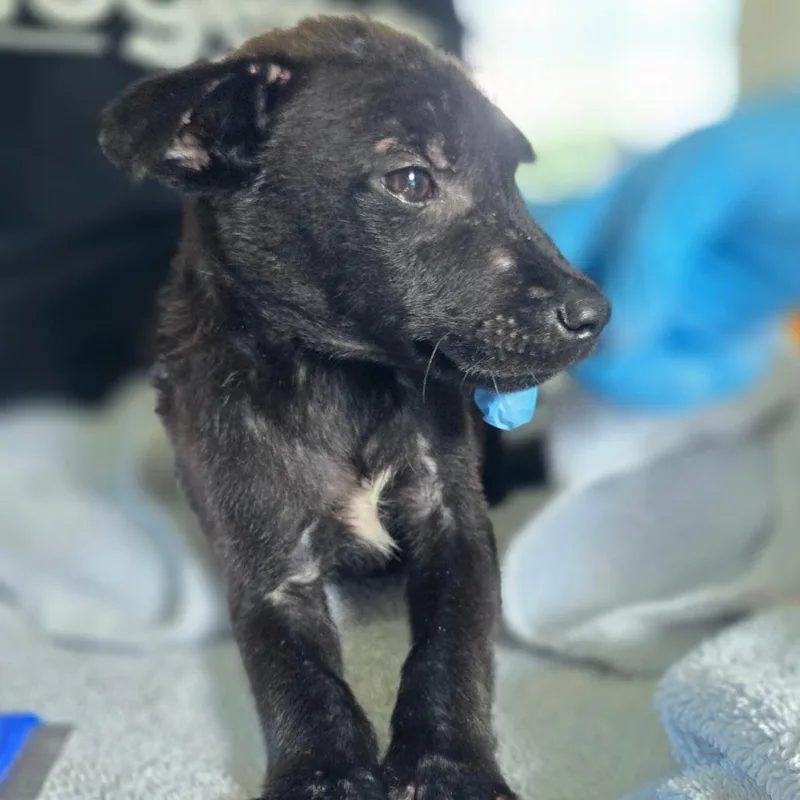Puppy _ thumbnail 2