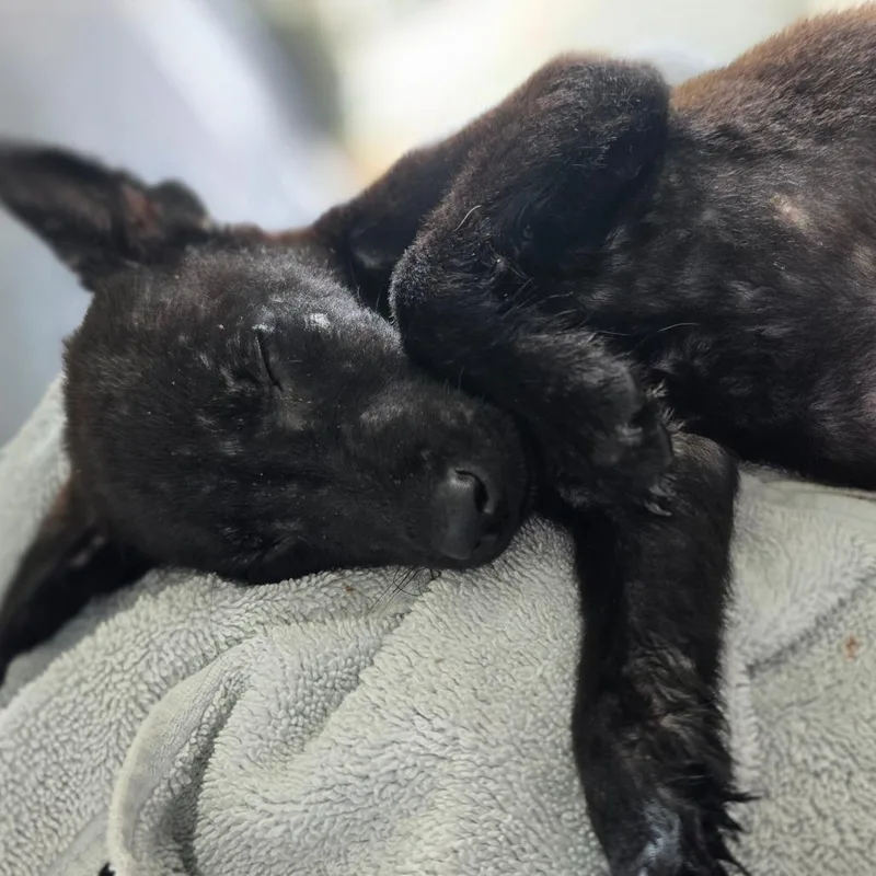 Puppy _ thumbnail 3