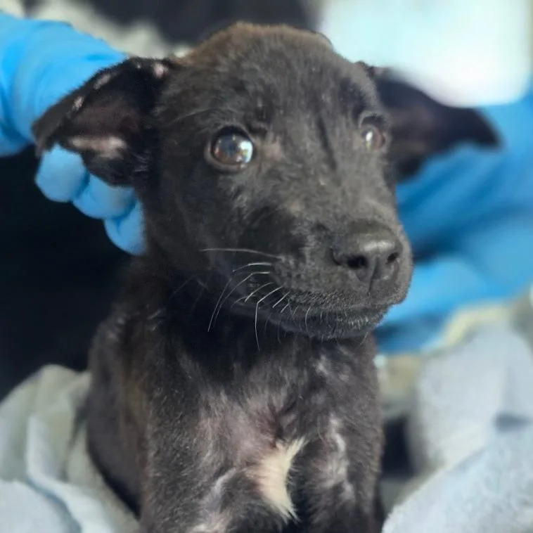 Puppy _ thumbnail 4