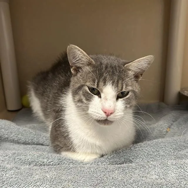 A young medium-sized male Domestic Short Hair cat named Finley for adoption in Lincolnton, NC