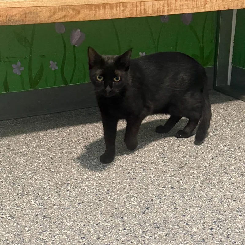 A young medium-sized female American Shorthair cat named Lilly for adoption in Danbury, CT