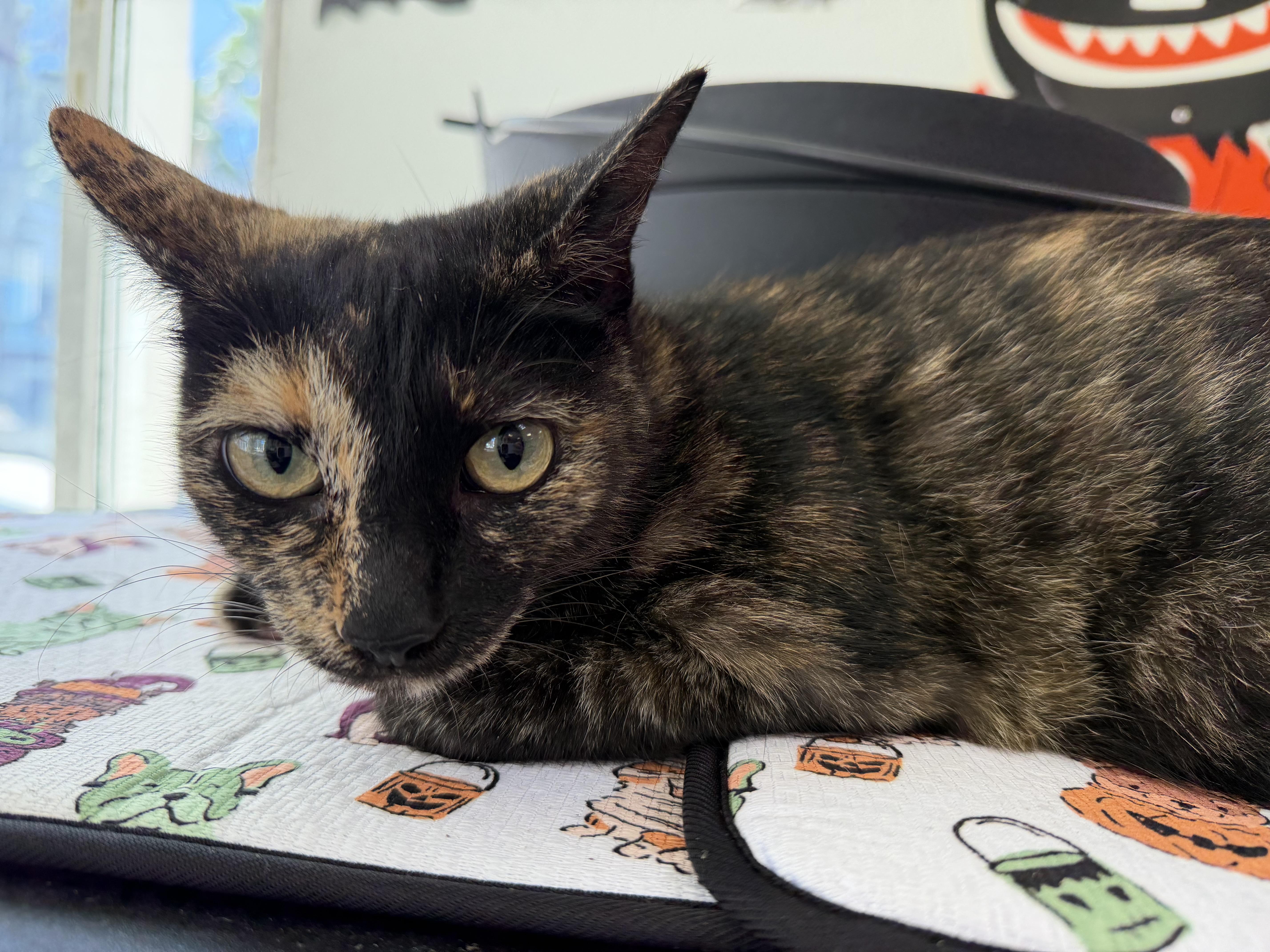 An adult large-sized female Domestic Short Hair cat named A for adoption in San Pedro, CA