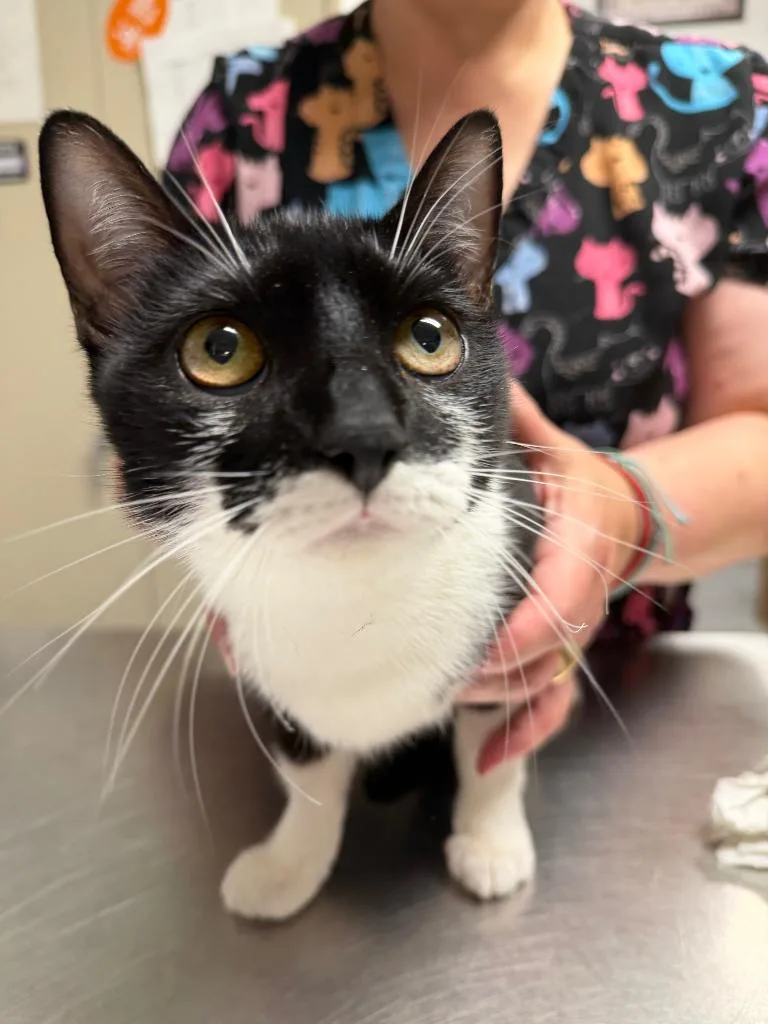 A young medium-sized female Domestic Short Hair cat named Agatha for adoption in Ewing, NJ