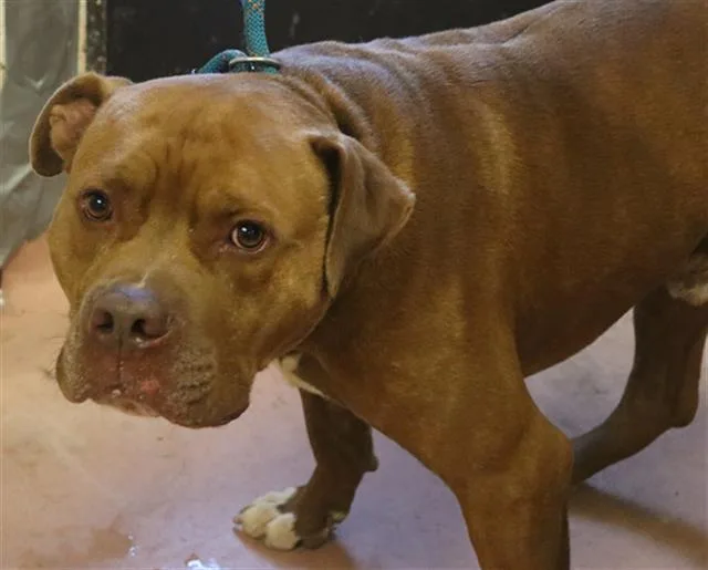 An adult medium-sized male Mixed Breed dog named Havoc for adoption in Columbia, SC