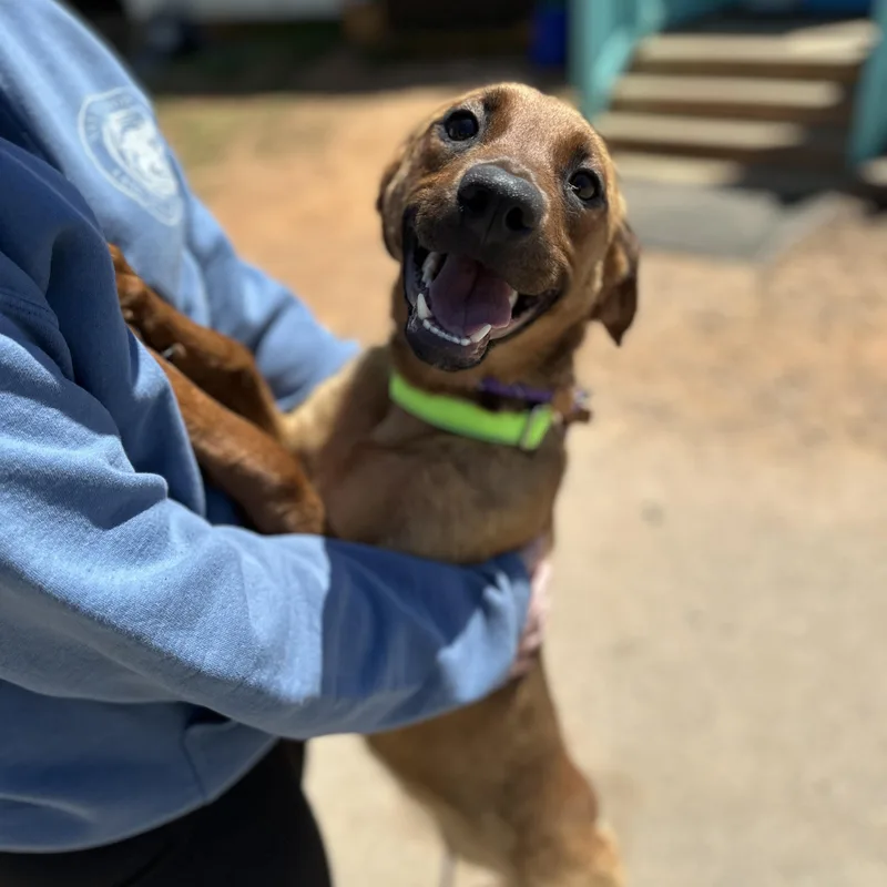 An adult medium-sized female Brown / Chocolate Labrador Retriever dog named Loretta for adoption in Columbia, SC