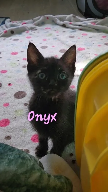 A young small-sized female Domestic Short Hair cat named B Onyx Petsmart for adoption in North Charleston, SC