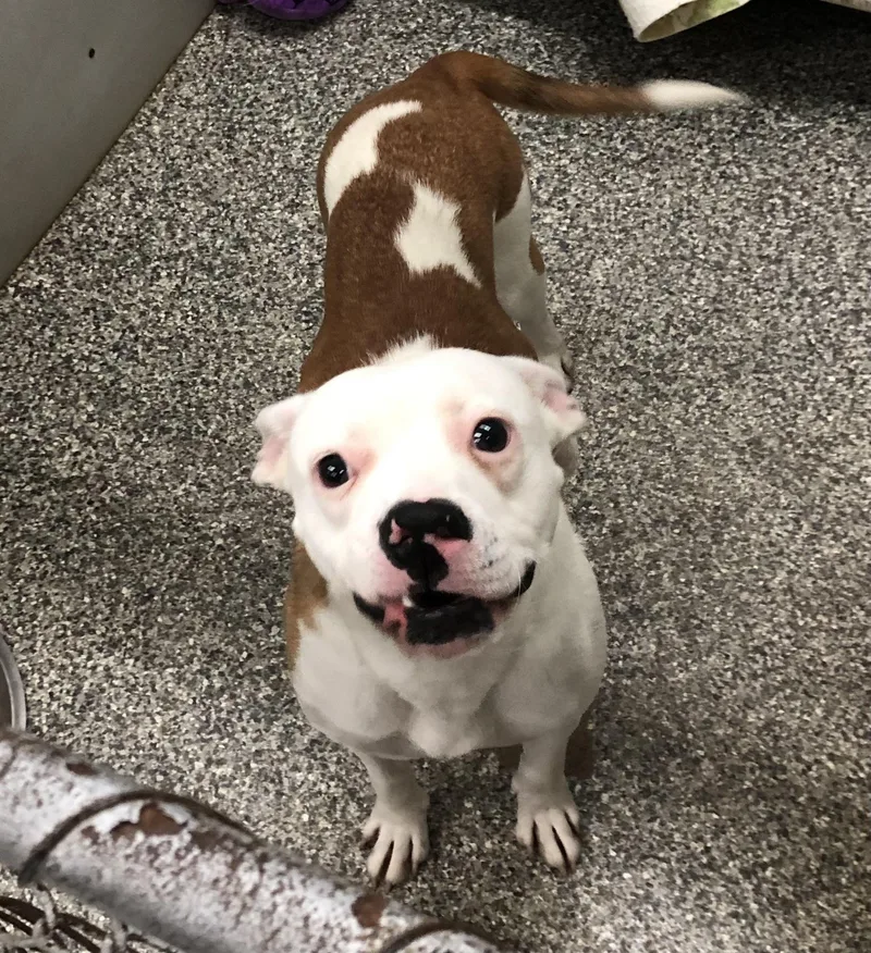 A young medium-sized female Brown / Chocolate Mixed Breed dog named Ladybug for adoption in Parma, OH