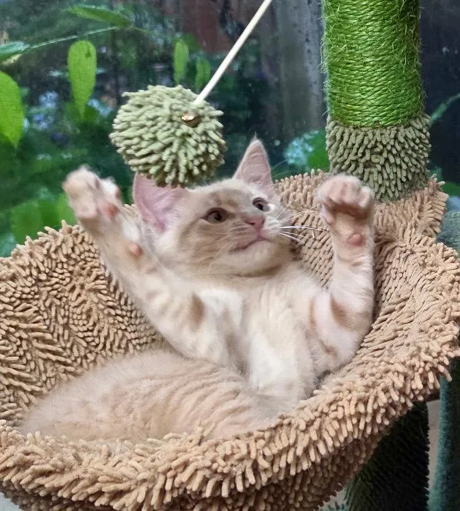 A young large-sized male Orange / Red Domestic Medium Hair cat named Pebbles for adoption in Cypress, TX
