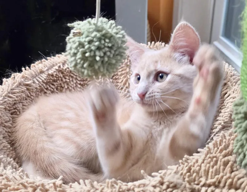 Pebbles thumbnail 2