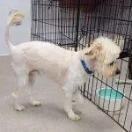 A baby small-sized male Yellow / Tan / Blond / Fawn Mixed Breed dog named Marshmallow for adoption in Green Valley, AZ