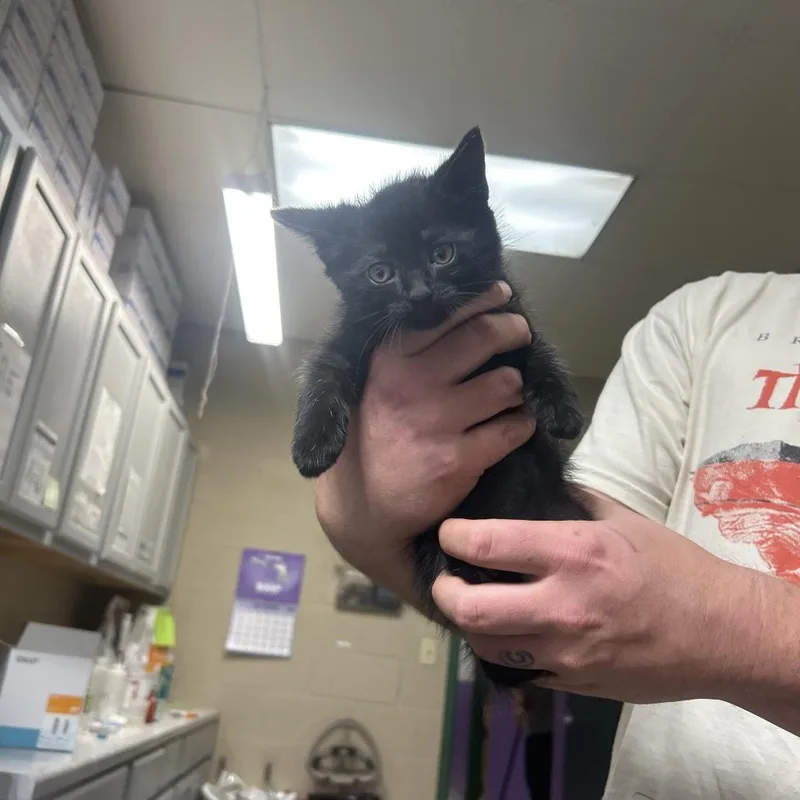 A baby small-sized male Black Domestic Short Hair cat named Bear for adoption in Lewisburg, WV