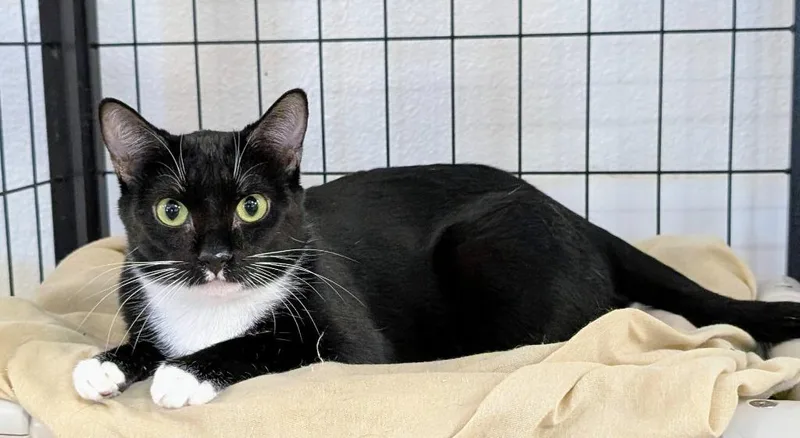 A young medium-sized female Domestic Short Hair cat named Henrietta Von Trapp for adoption in Peoria, AZ
