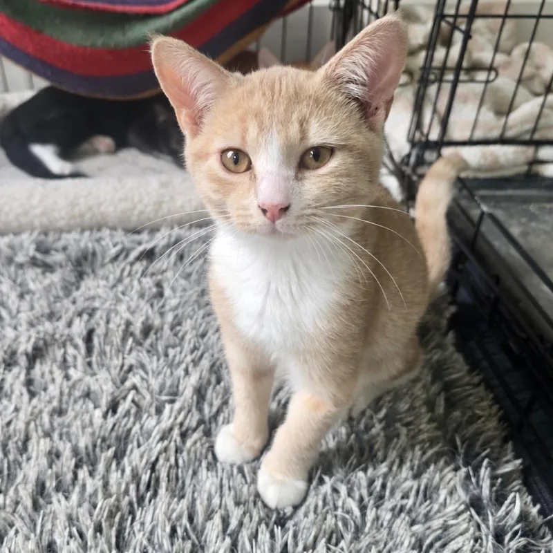 A baby small-sized male Buff & White Domestic Short Hair cat named Coda for adoption in Richmond, VA