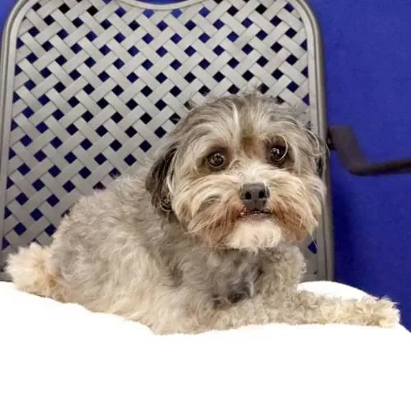 An adult small-sized male Schnauzer dog named Cash for adoption in Fort Davis, TX