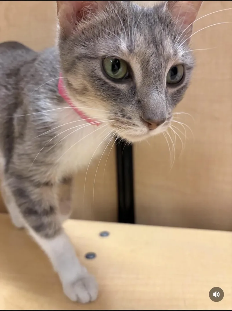 An adult medium-sized female Tabby (Gray / Blue / Silver) Tabby cat named Daffodil. for adoption in Waldorf, MD