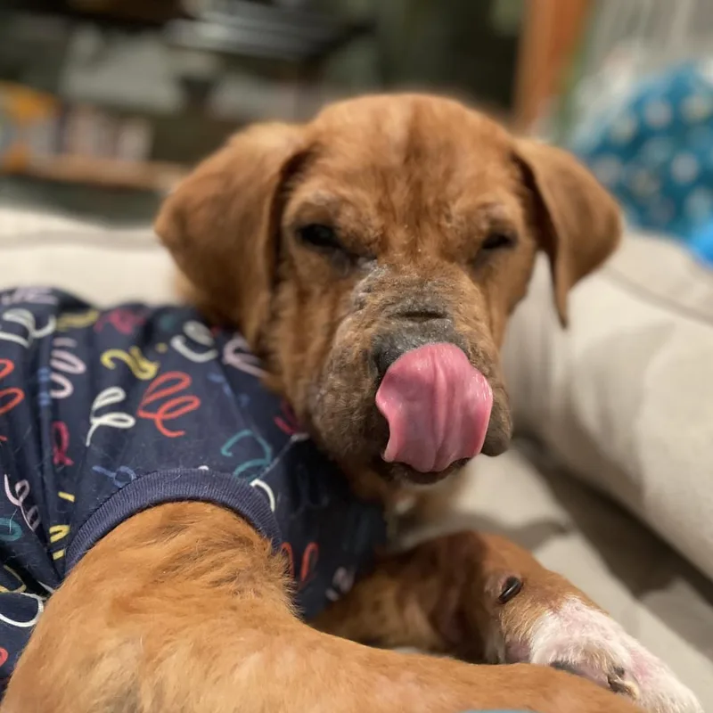 An adult medium-sized male Brown / Chocolate Mixed Breed dog named Patrick for adoption in Fairfax Station, VA