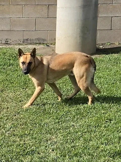 A young small-sized male Australian Cattle Dog / Blue Heeler dog named Rocky for adoption in Riverside, CA