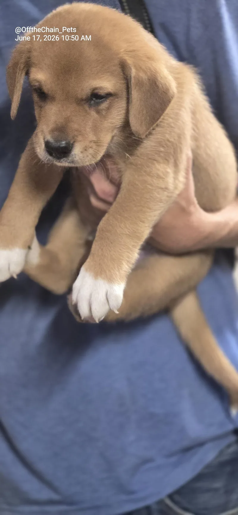 A baby small-sized male Mastiff dog named Jarod for adoption in Toney, AL