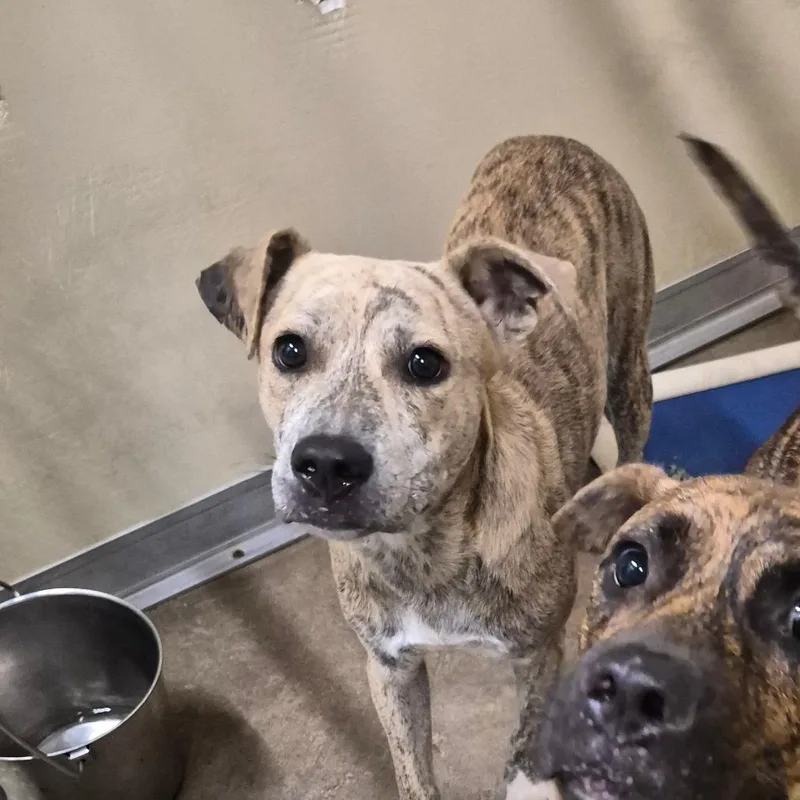 A young medium-sized male Yellow / Tan / Blond / Fawn Terrier dog named Linny for adoption in Cleveland, MS