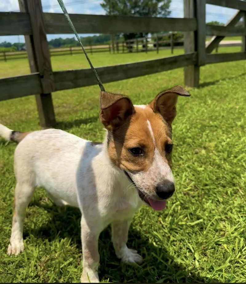 A young medium-sized male Apricot / Beige Australian Cattle Dog / Blue Heeler dog named Ranger for adoption in Vicksburg, MS