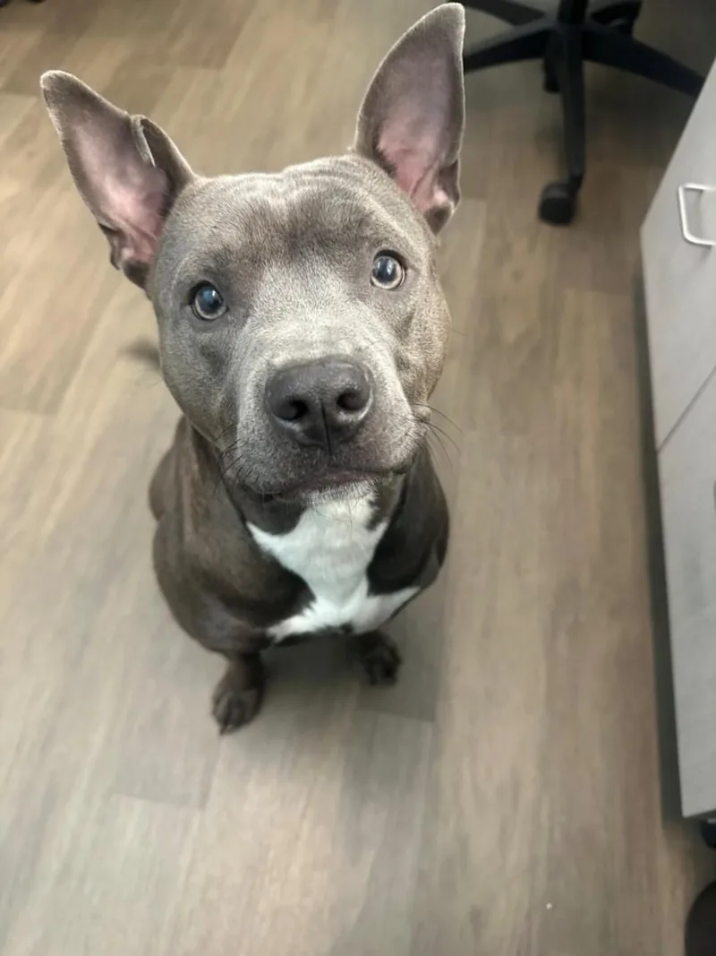 A young large-sized male Pit Bull Terrier dog named Mr. George Finch for adoption in Toledo, OH