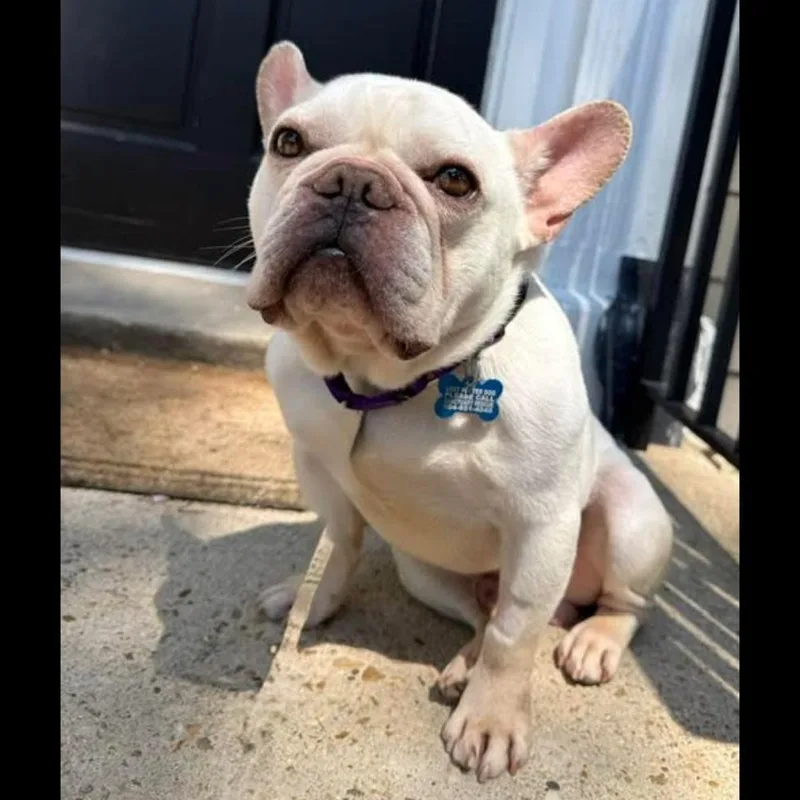 Pierre