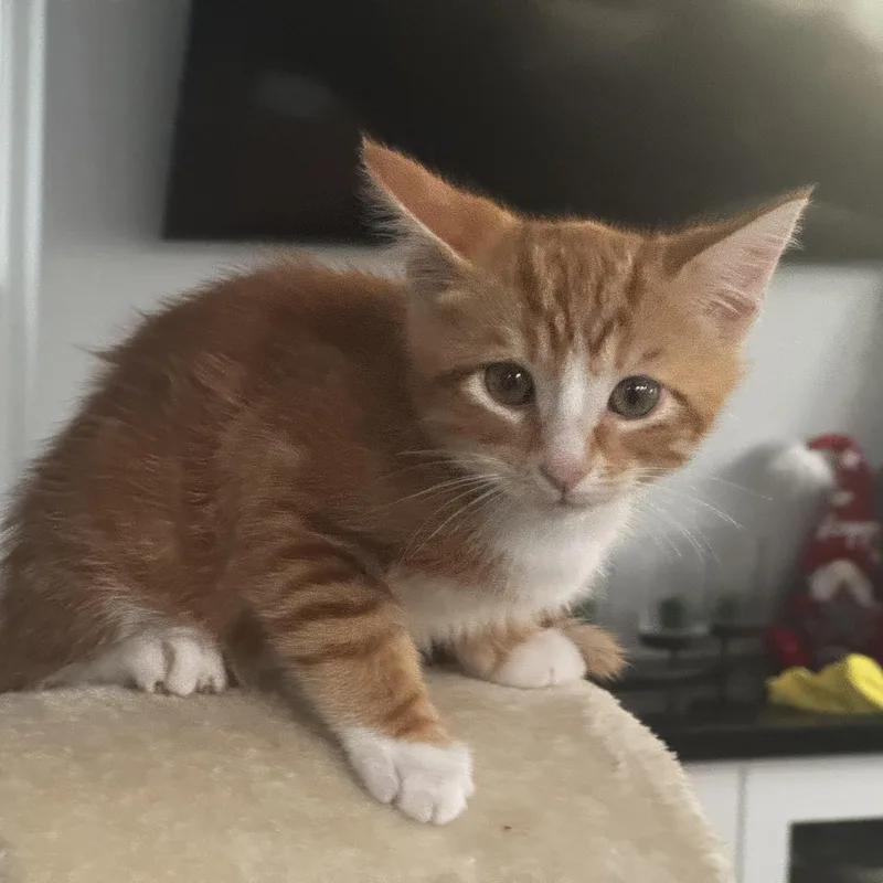 A young large-sized male Orange & White Domestic Short Hair cat named Erosthe Key To Your for adoption in Fountain Valley, CA