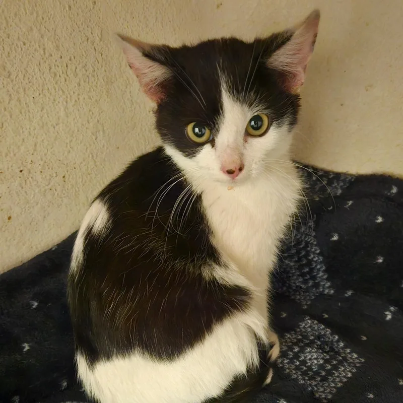 A baby small-sized male Black Domestic Short Hair cat named Mister for adoption in Las Vegas, NV