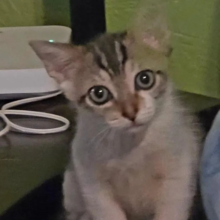 A baby small-sized female Smoke Tabby cat named Jelly Bean for adoption in Fort Myers, FL