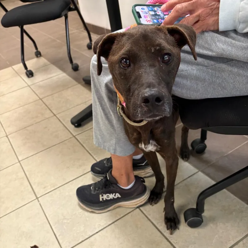 A young large-sized male Black Mixed Breed dog named StrayLillyRockWay for adoption in Columbus, GA