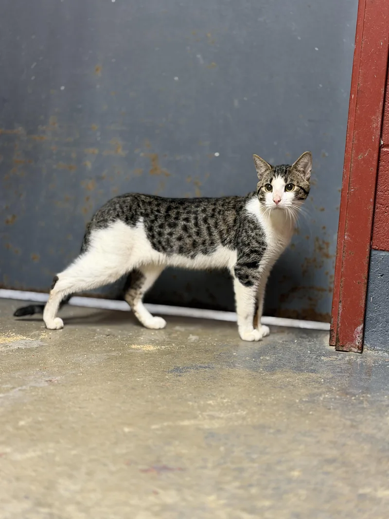 A young medium-sized male Tabby (Brown / Chocolate) Domestic Short Hair cat named Frankie for adoption in Elberton, GA