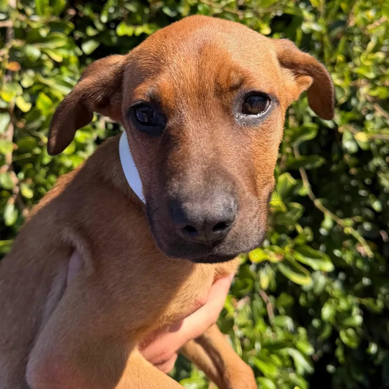 A baby small-sized female Red / Chestnut / Orange Pit Bull Terrier dog named Muffin for adoption in Santa Barbara, CA