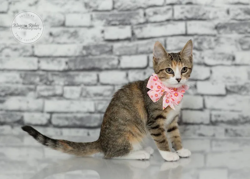 A baby medium-sized female Torbie Domestic Short Hair cat named Daisy for adoption in Tuscaloosa, AL
