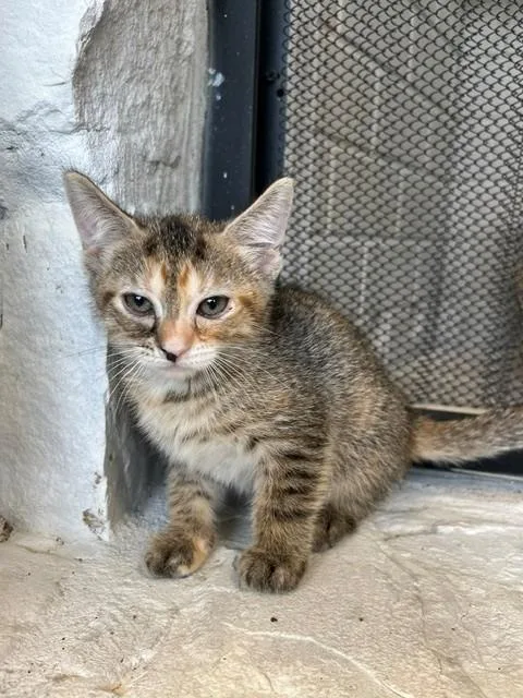 A young small-sized female Tabby (Brown / Chocolate) Domestic Short Hair cat named Owala for adoption in Tyler, TX