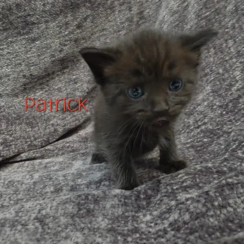 A baby small-sized male Black Domestic Medium Hair cat named Patrick for adoption in Parkersburg, WV