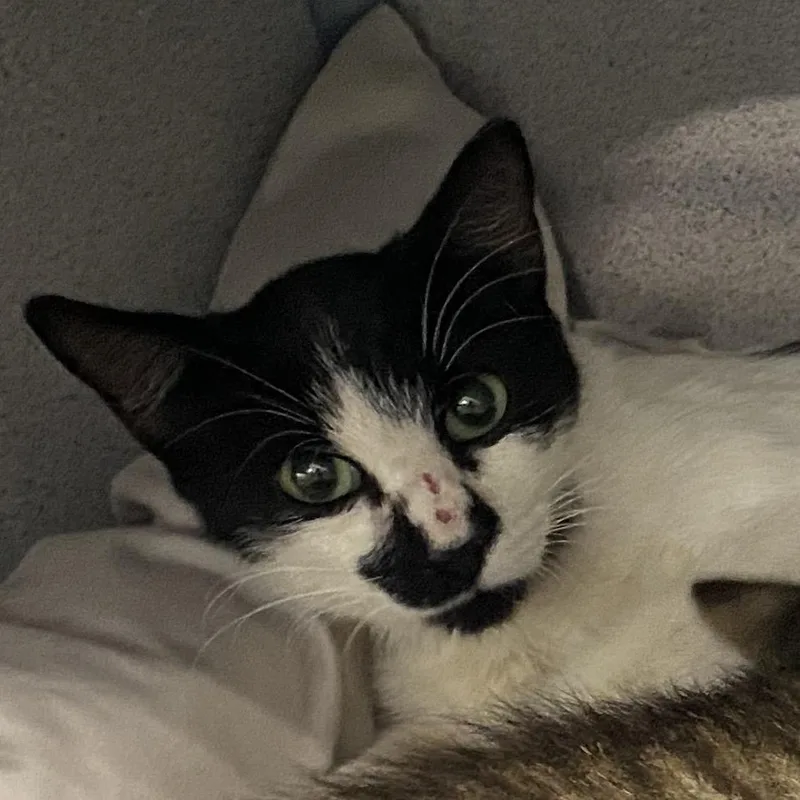 A young medium-sized female White Domestic Short Hair cat named Ducati for adoption in Sheridan, WY