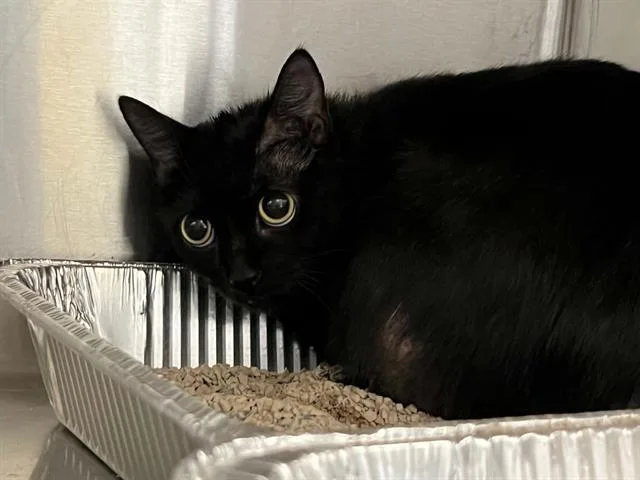 An adult small-sized female Domestic Short Hair cat named Bethany for adoption in Tustin, CA