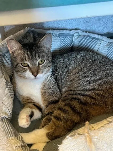 Bobbitail thumbnail 2