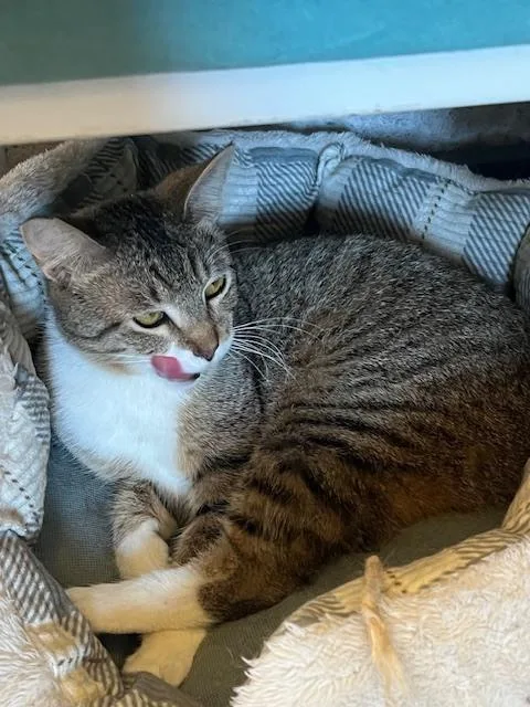 Bobbitail thumbnail 3