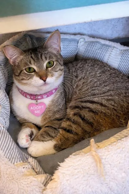 Bobbitail thumbnail 5